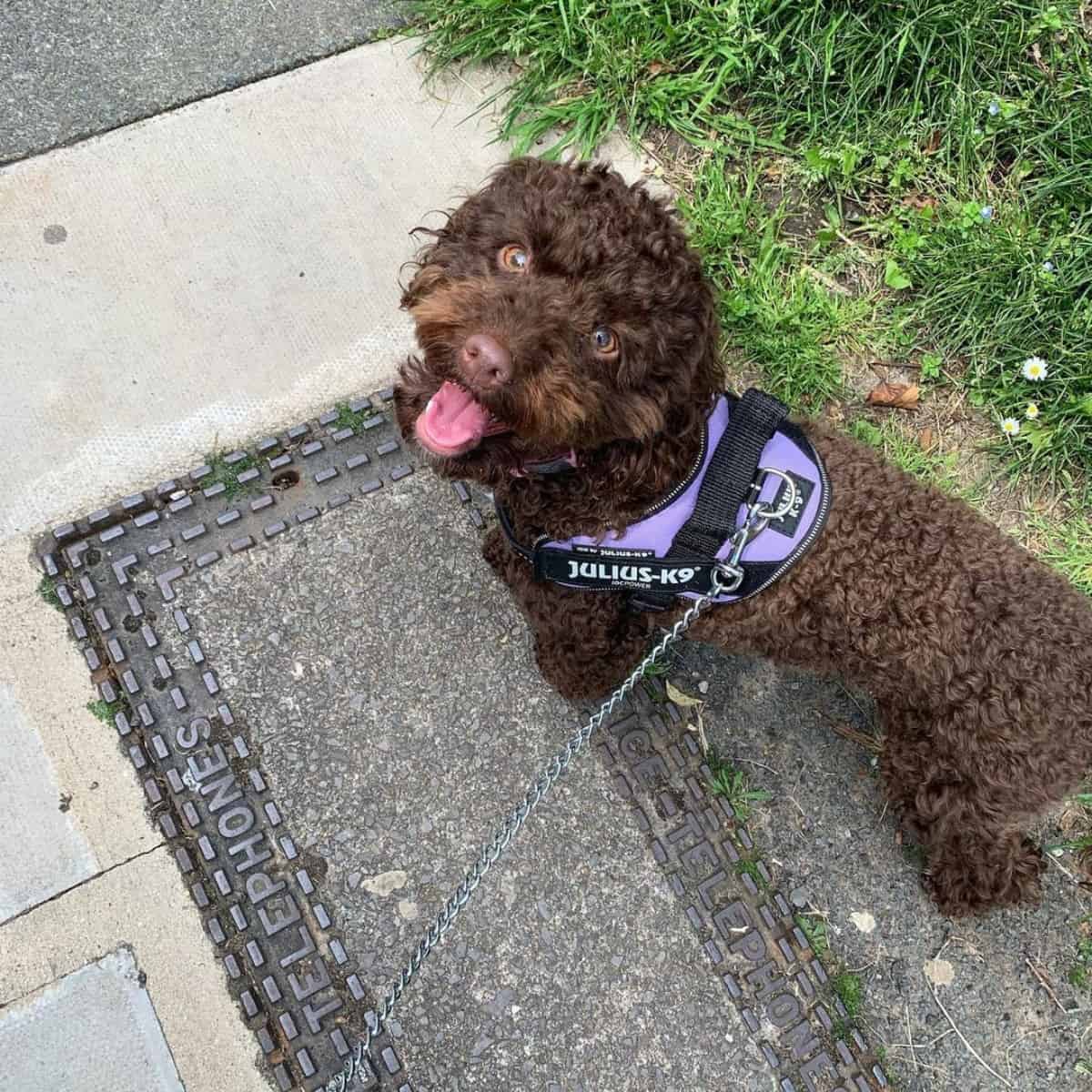 excited chocolate Cockapoo for a walk