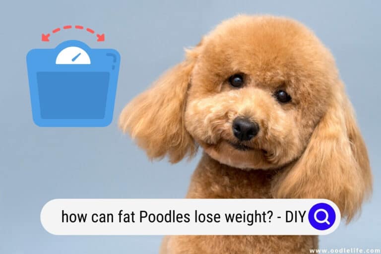 How Can Fat Poodles Lose Weight? (DIY)