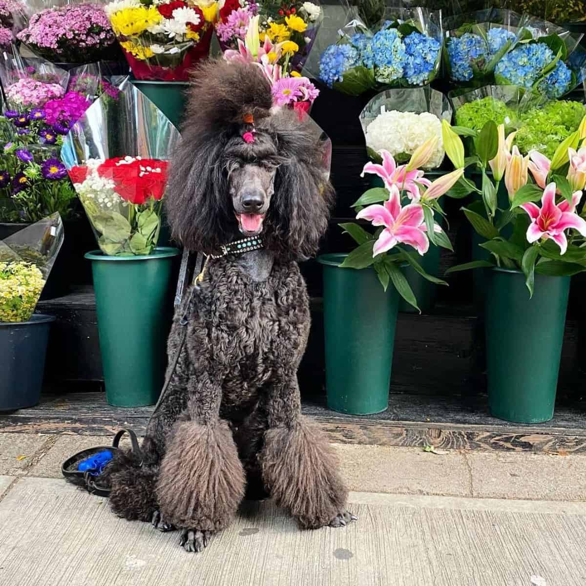 flower background for Poodle