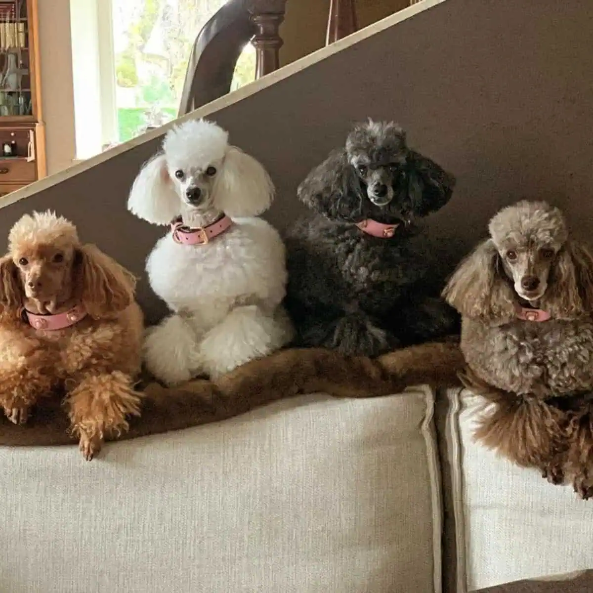 four Poodles on the couch