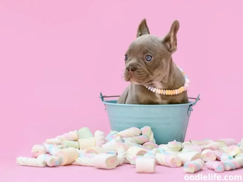 French Bulldog in bucket