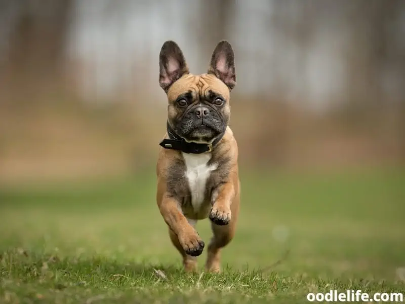 French Bulldog needs exercise