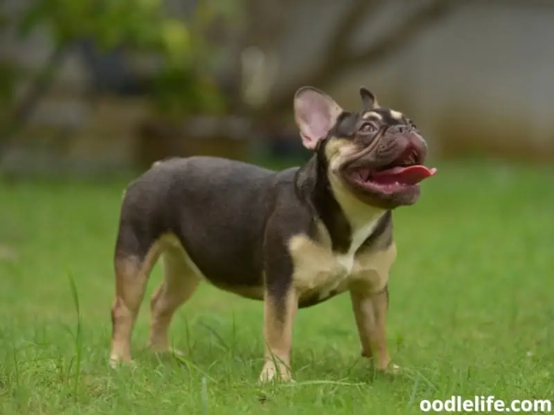 French Bulldog tongue out