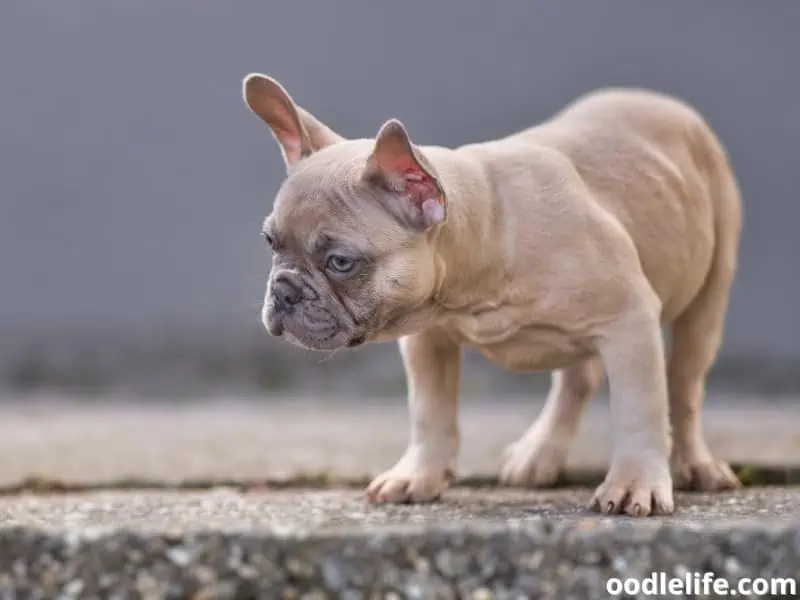 French Bulldog wander outside