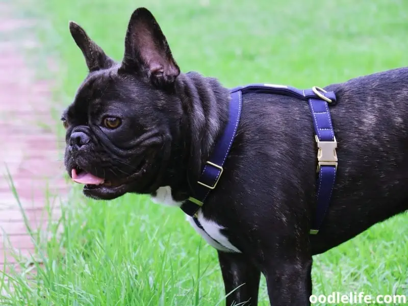 French Bulldog wears harness