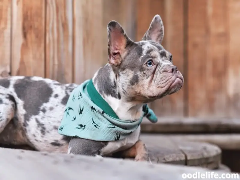 French Bulldog with handkerchief