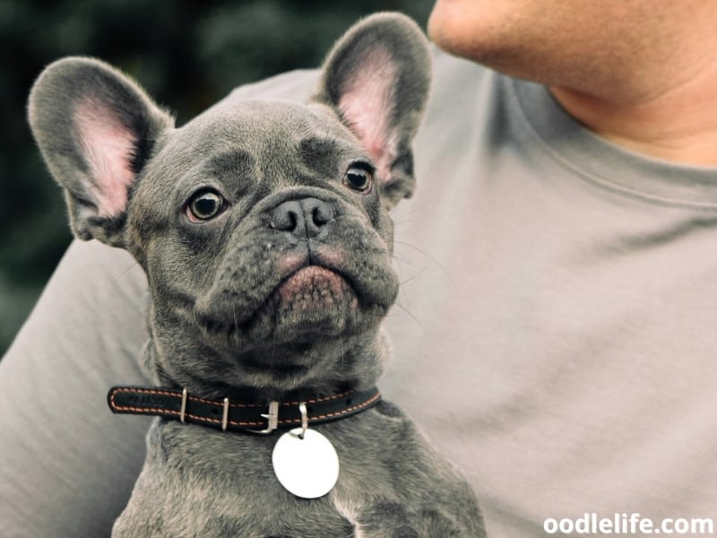 French Bulldog with owner