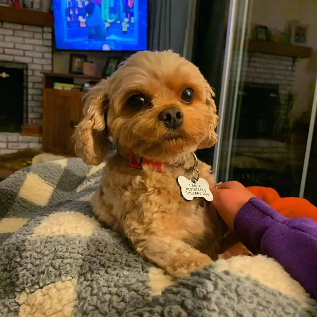 fresh-looking Cavapoo wants cuddle