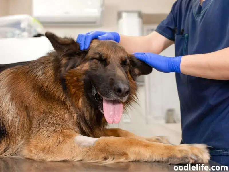 German Shepherd at vet