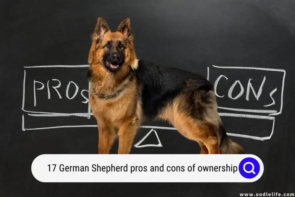 German Shepherd pros and cons