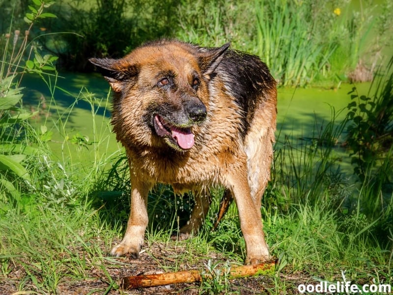 German Shepherd soaking wet