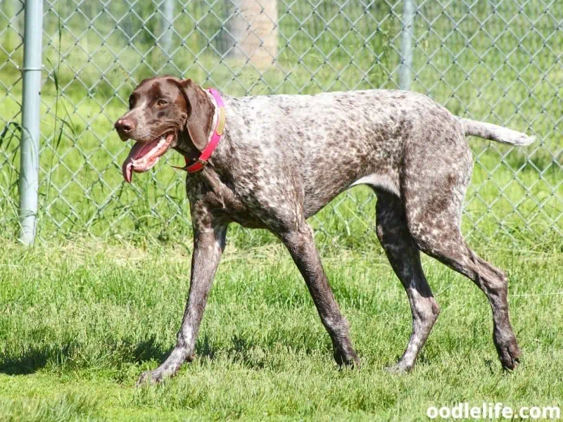 German Short-Haired Pointer 