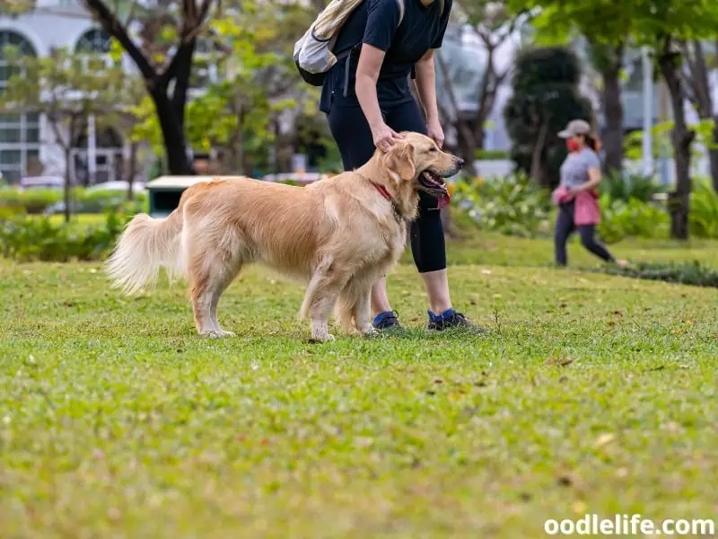 Golden Retriever and owner at the park