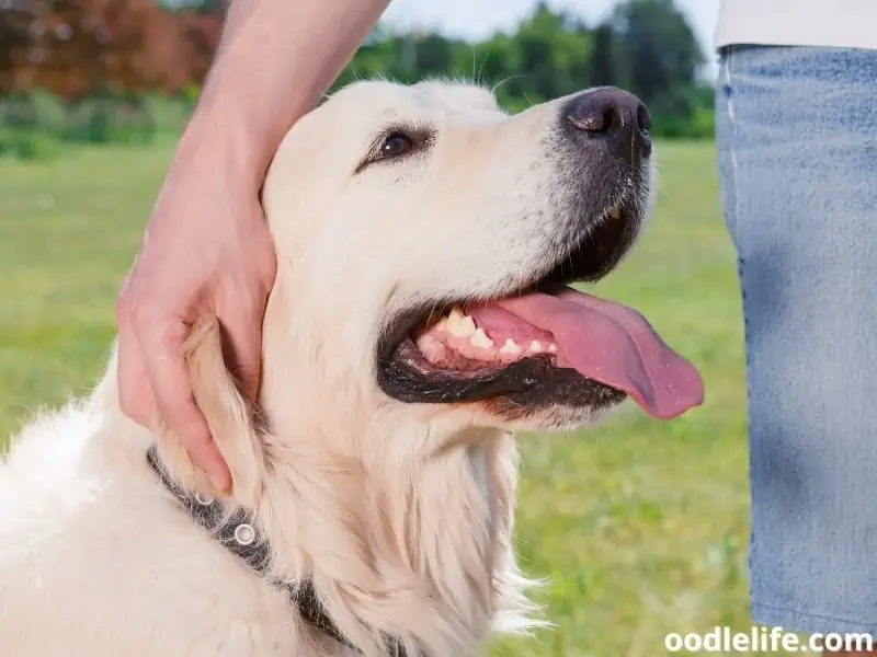 Golden Retriever and owner