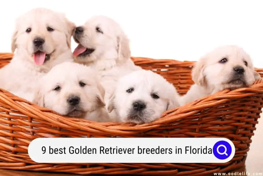 Golden Retriever breeders in Florida