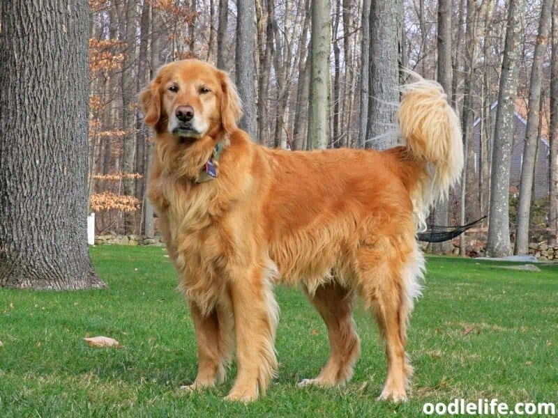 Golden Retriever guards property