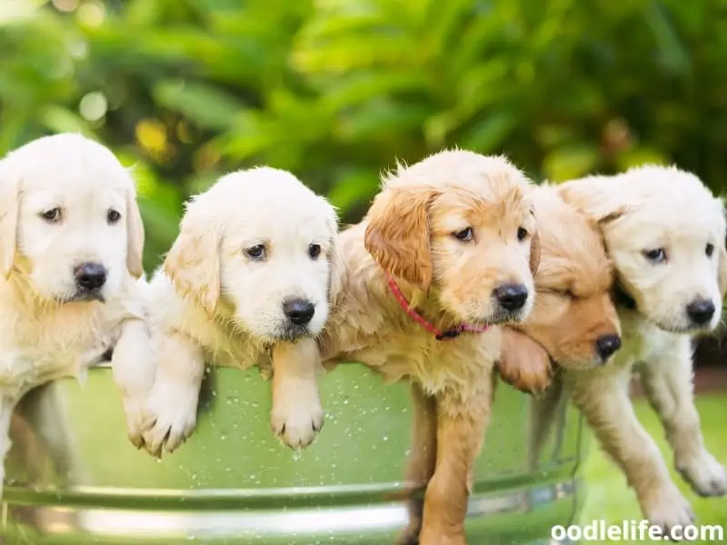 Golden Retriever puppies outside