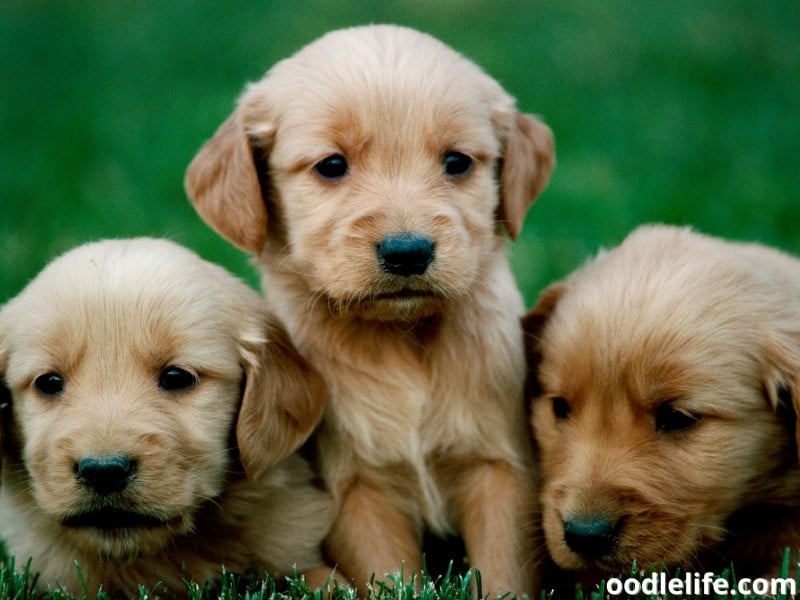 Golden Retriever puppies together