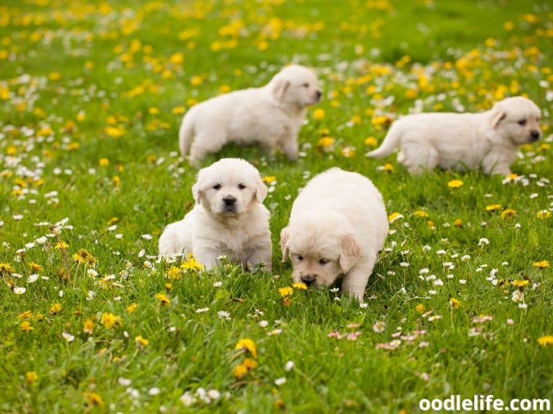 Golden Retriever puppies wander