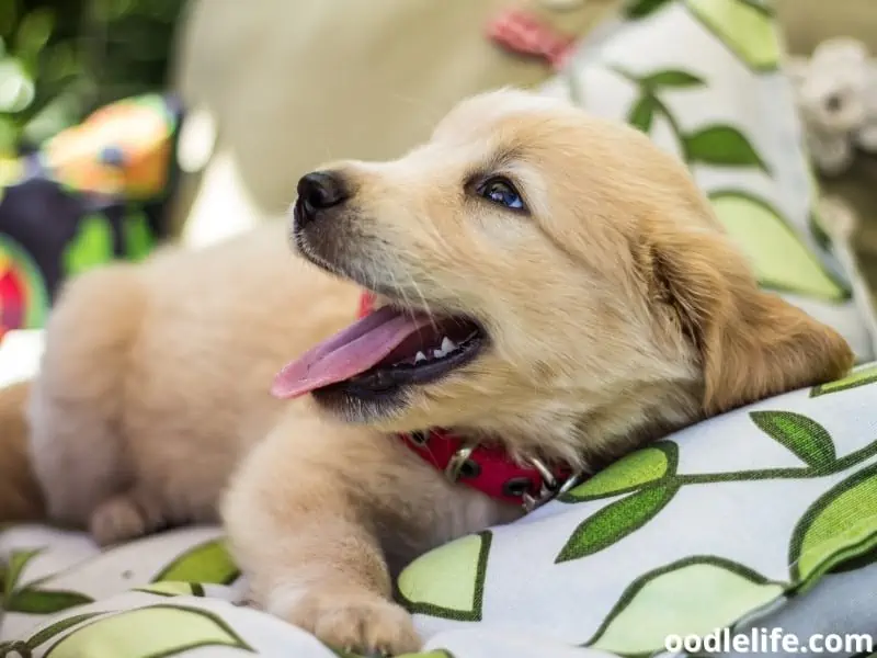 Golden Retriever puppy collar