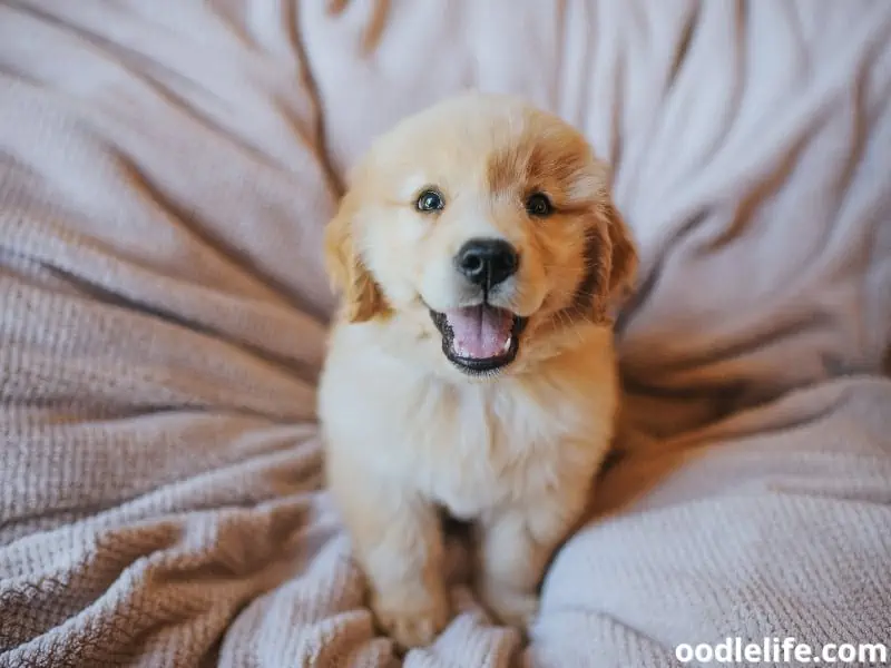 Golden Retriever puppy smiles