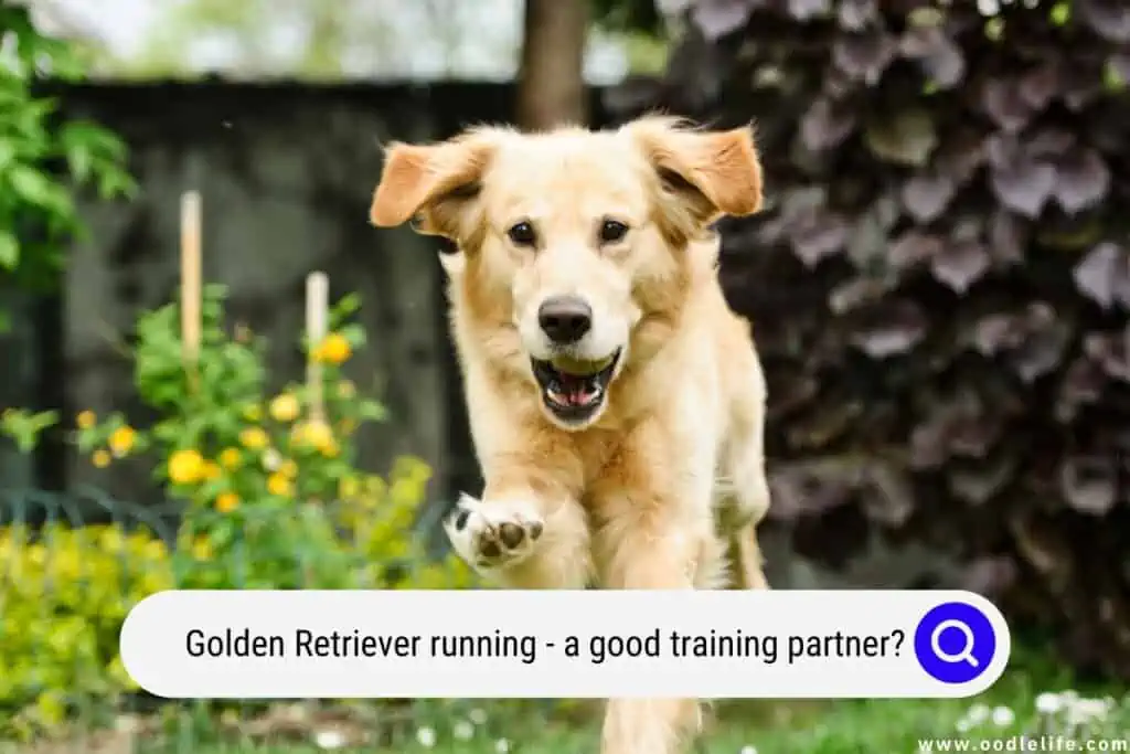 Golden Retriever running