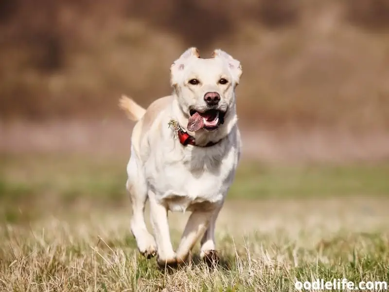 Golden Retriever running fast