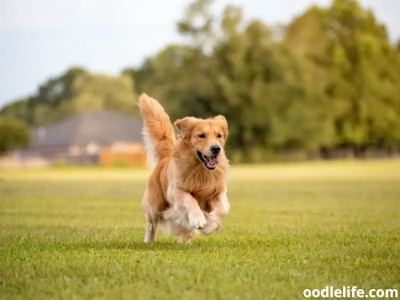 Golden Retriever runs so fast