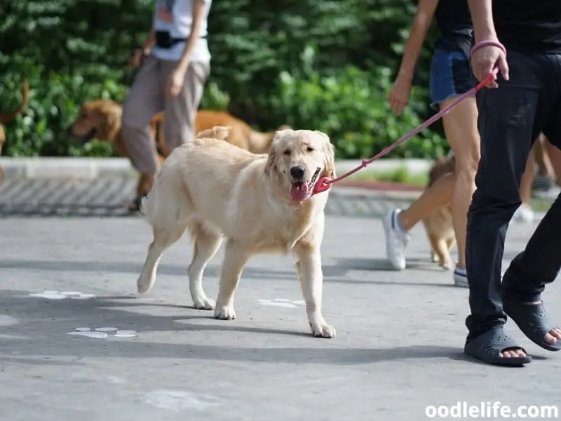 Golden Retriever walks with owner