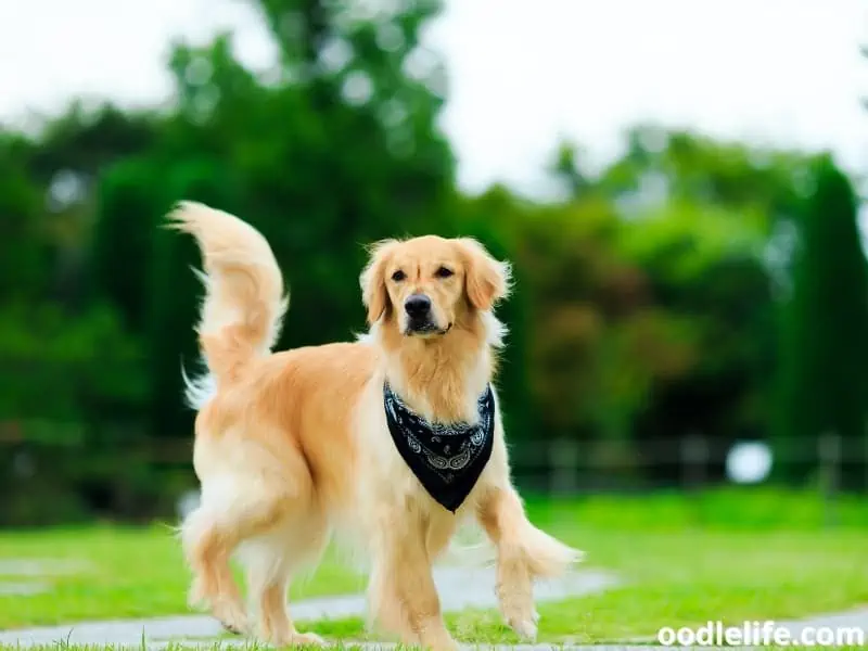 Golden Retriever with bandana