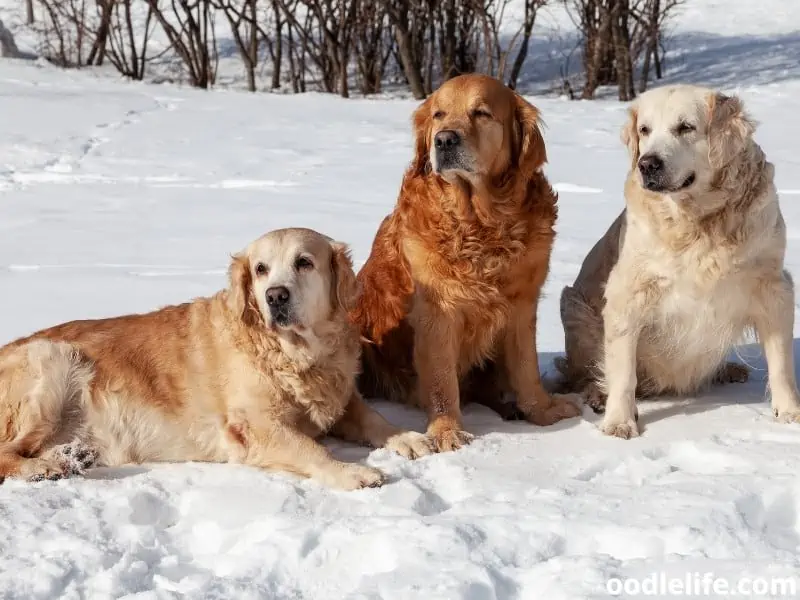 Golden Retrievers three colors