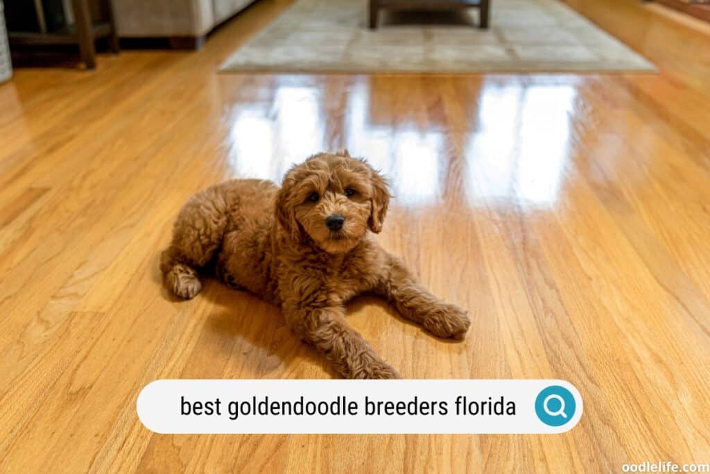 goldendoodle breeders in florida