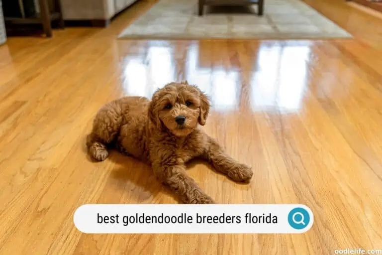 Best Goldendoodle Breeders in Florida (2024 Update)