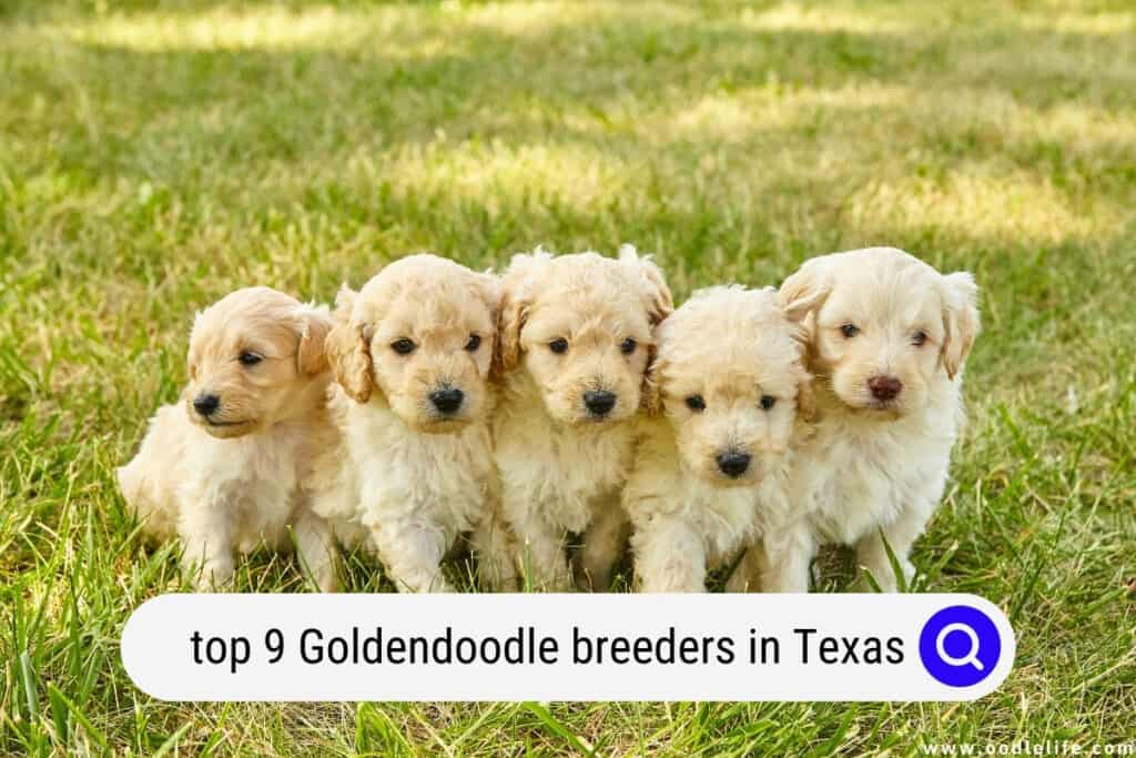 Goldendoodle breeders in Texas
