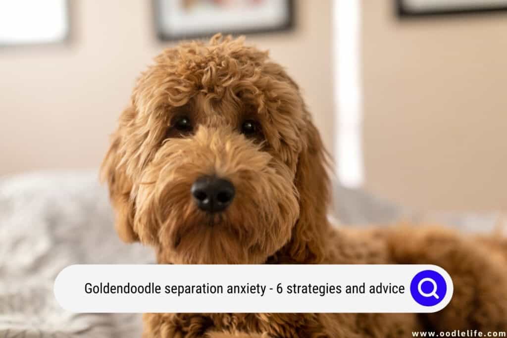Goldendoodle separation anxiety