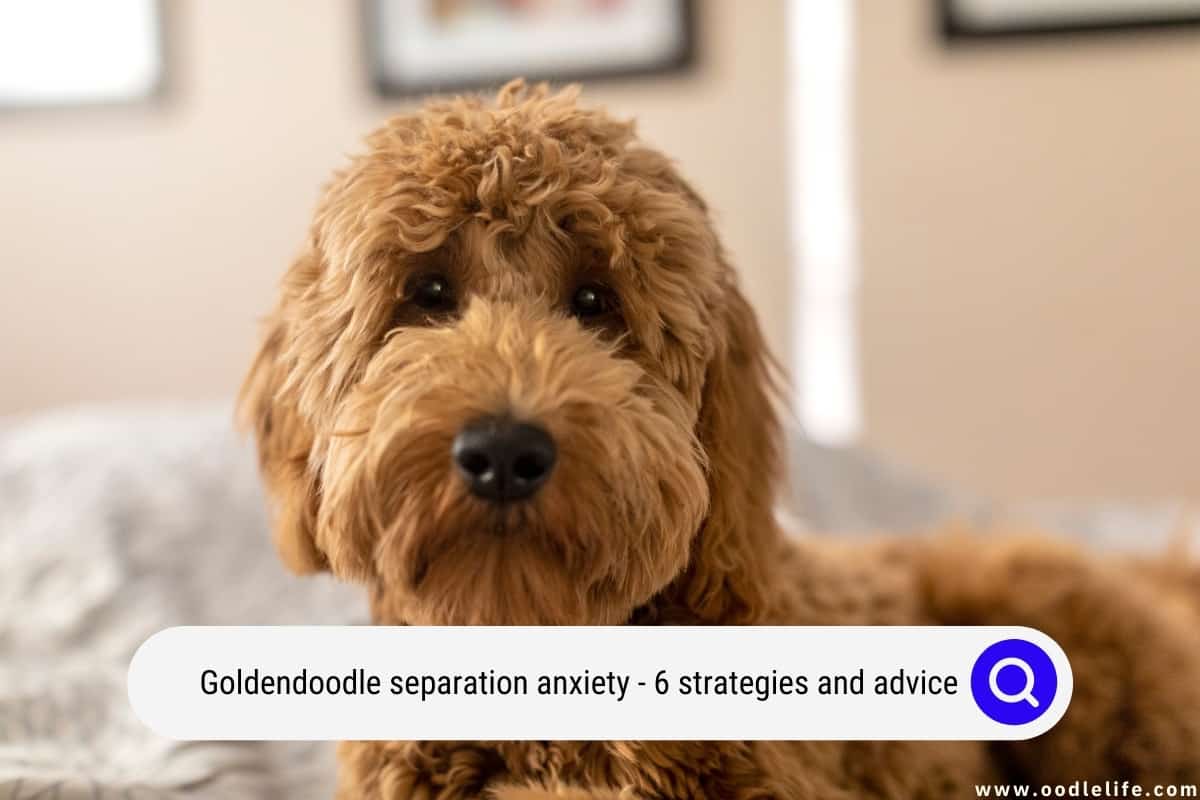 Goldendoodle Separation Anxiety (6 Strategies And Advice) Oodle Life