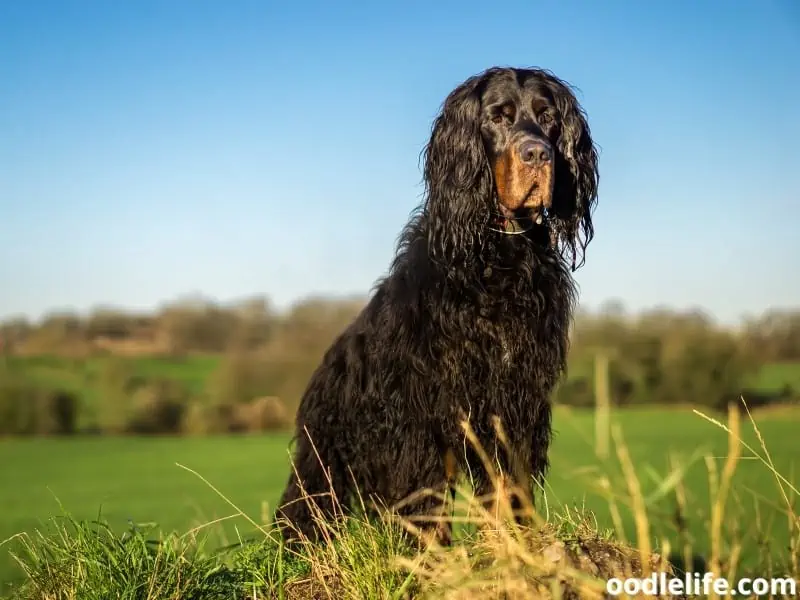 Gordon Setter