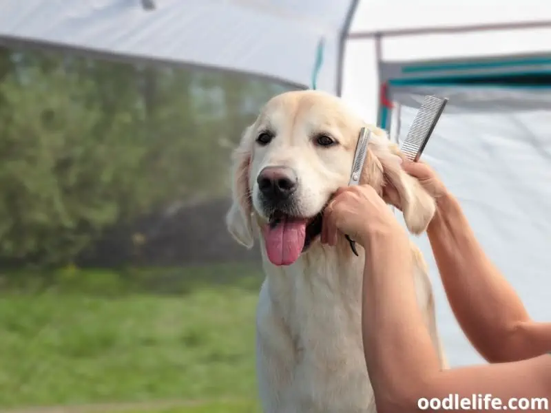 grooming a Golden Retriever