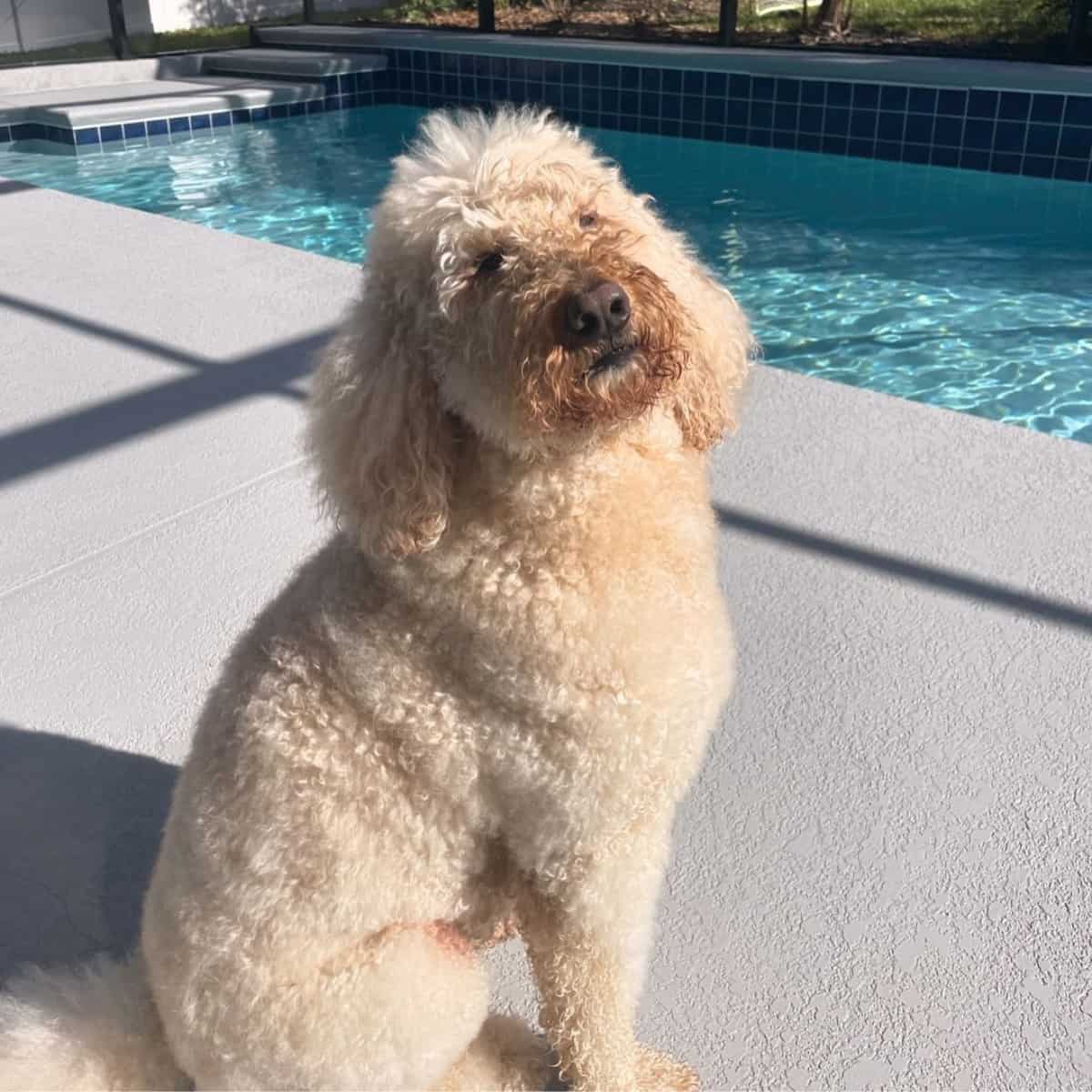 grown-up Goldendoodle by the pool