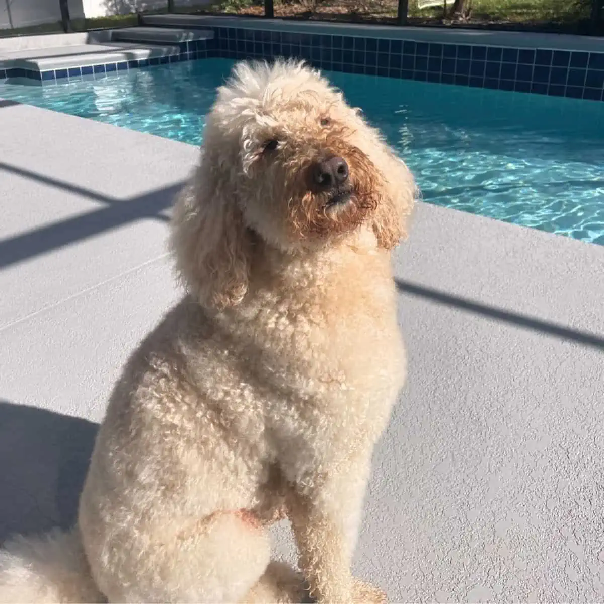 grown-up Goldendoodle by the pool