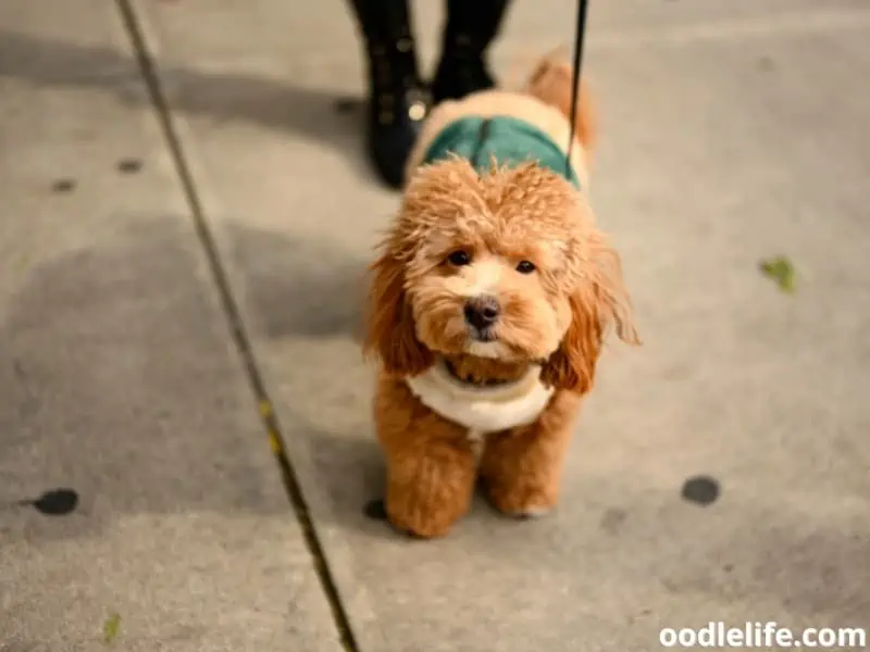 Havapoo puppy wearing coat