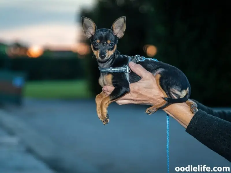 hold Miniature Pinscher