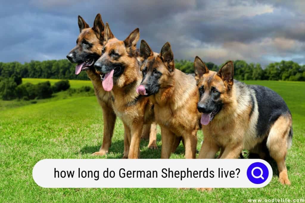 how long do German Shepherds live