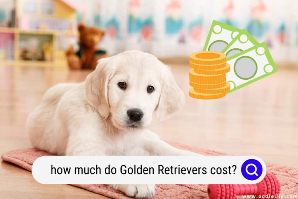 how much do Golden Retrievers cost
