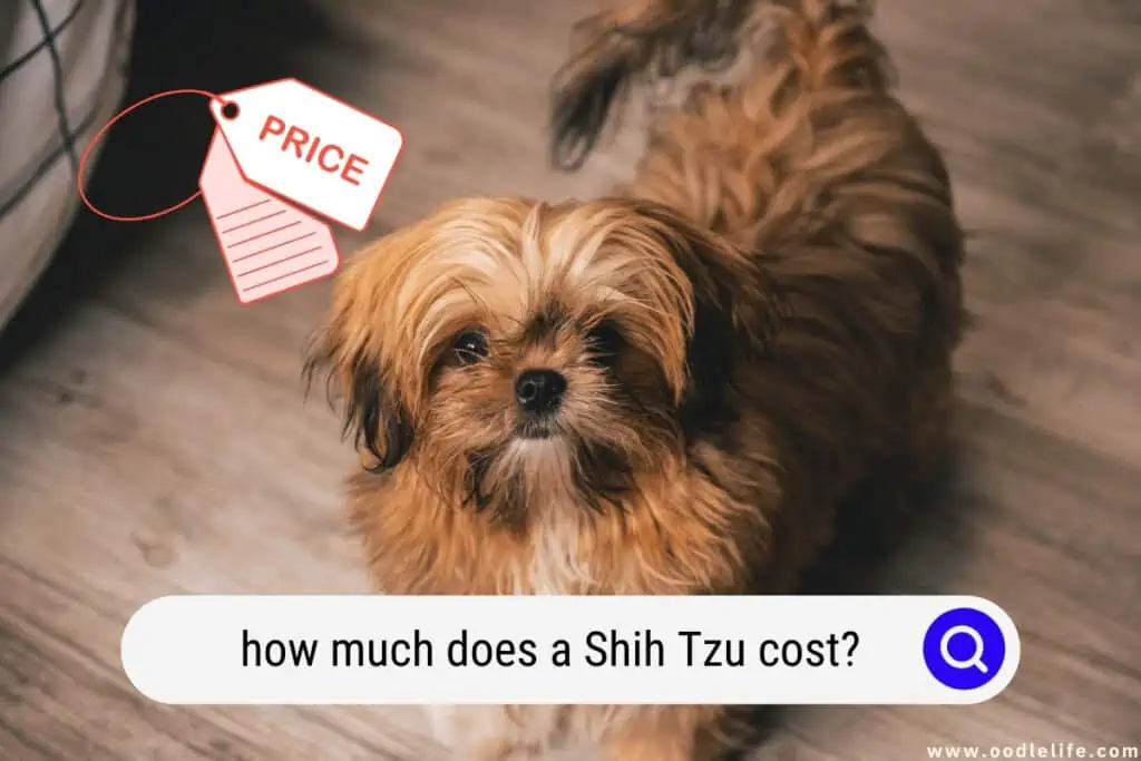 how much does a Shih Tzu cost