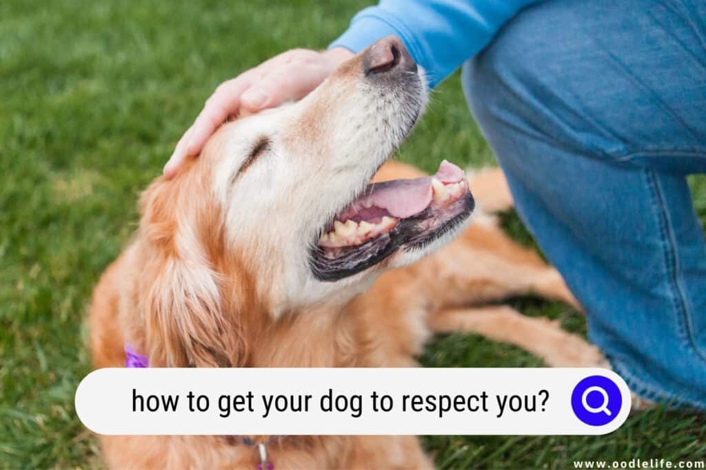 how to get your dog to respect you