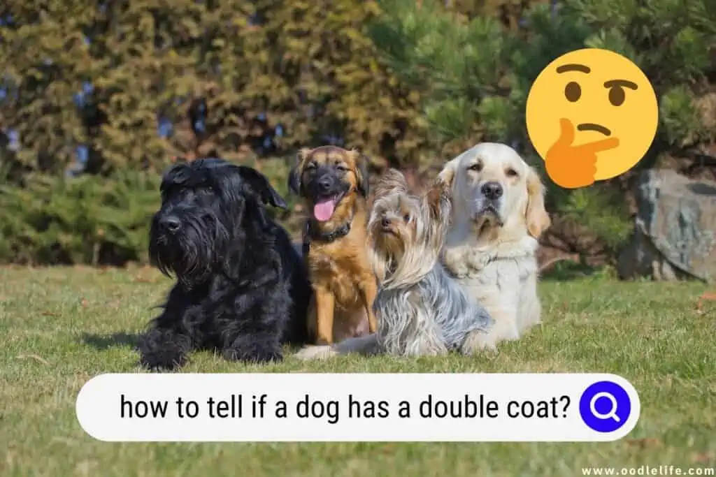 how to tell if a dog has a double coat