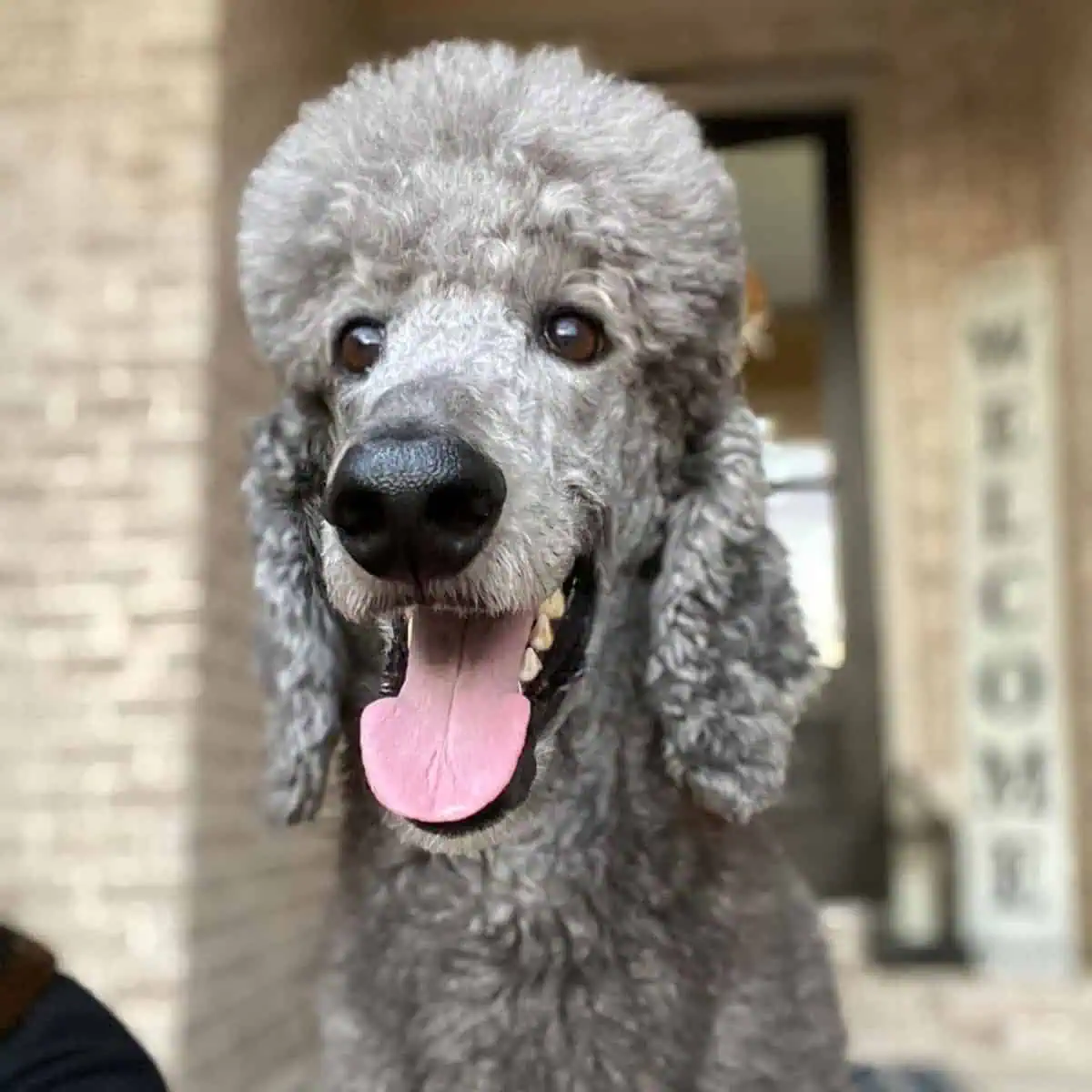 hungry Standard Poodle tongue