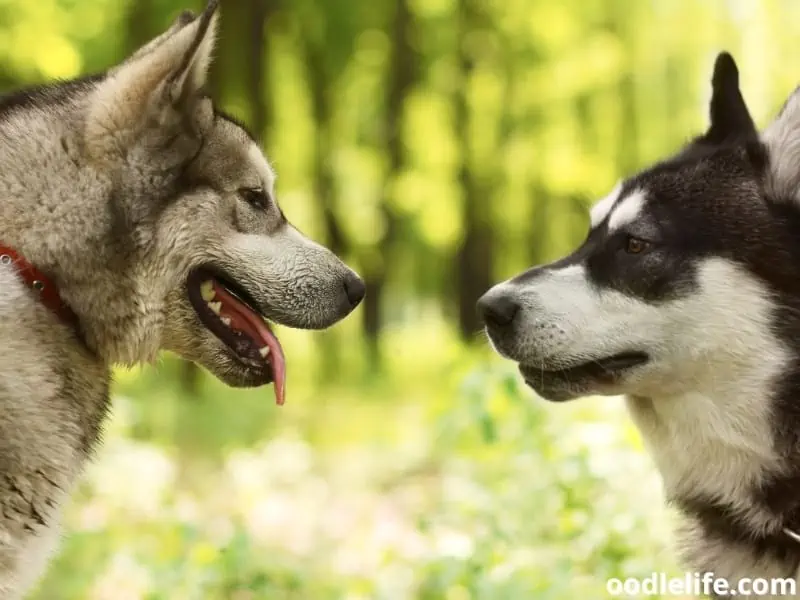 Huskies looking at each other