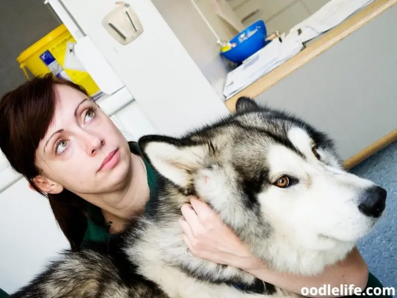 Husky at vet clinic